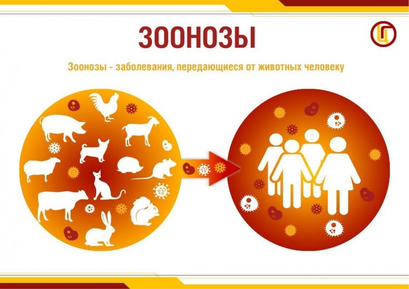 Всемирный день зоонозных заболеваний отмечается ежегодно 6 июля.